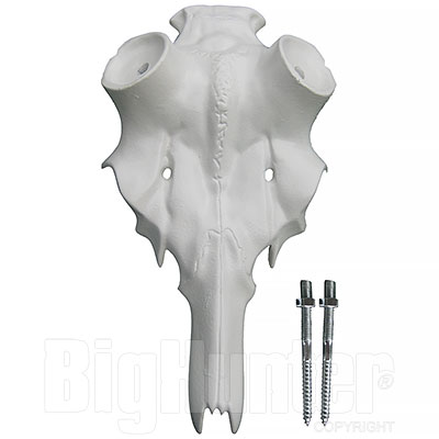 Cranio Cervo per Rosa Diametro 50mm