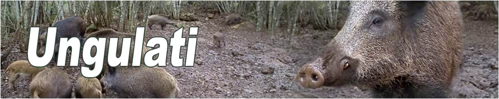 caccia ungulati e cinghiale